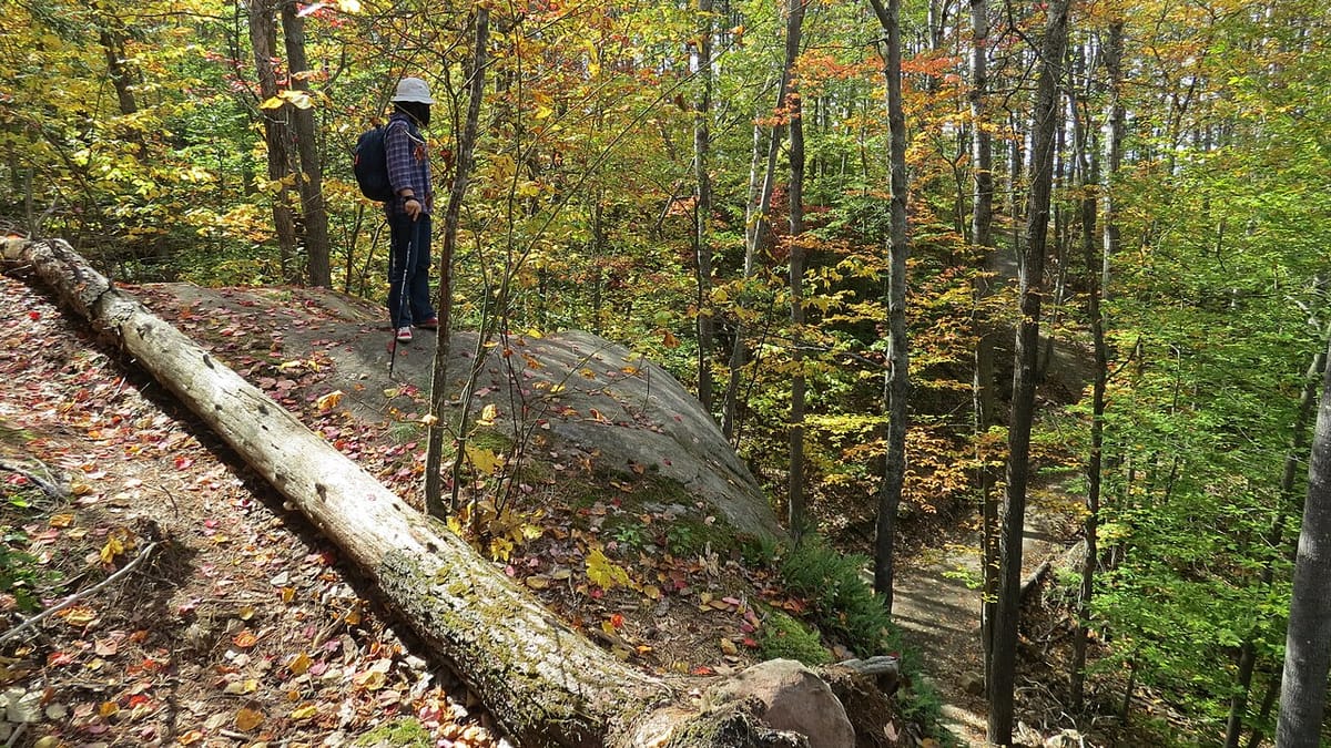 A hiker with a daypack and trekking poles on a leaf-covered trail through yellow autumn woods