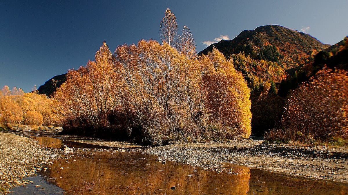 Golden autumn trees along the Arrow River in New Zealand's Central Otago