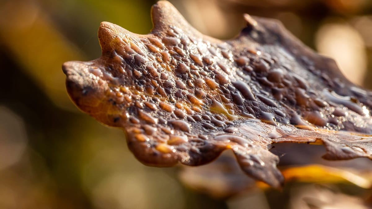 A single autumn leaf in macro close-up, beaded with dew