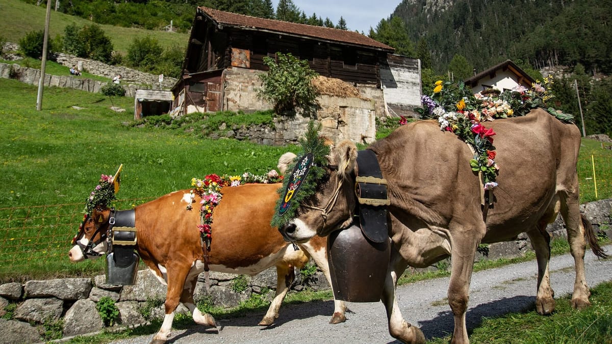 Cattle decorated with flowers and headdresses driven down from the Alps in the autumn Almabtrieb