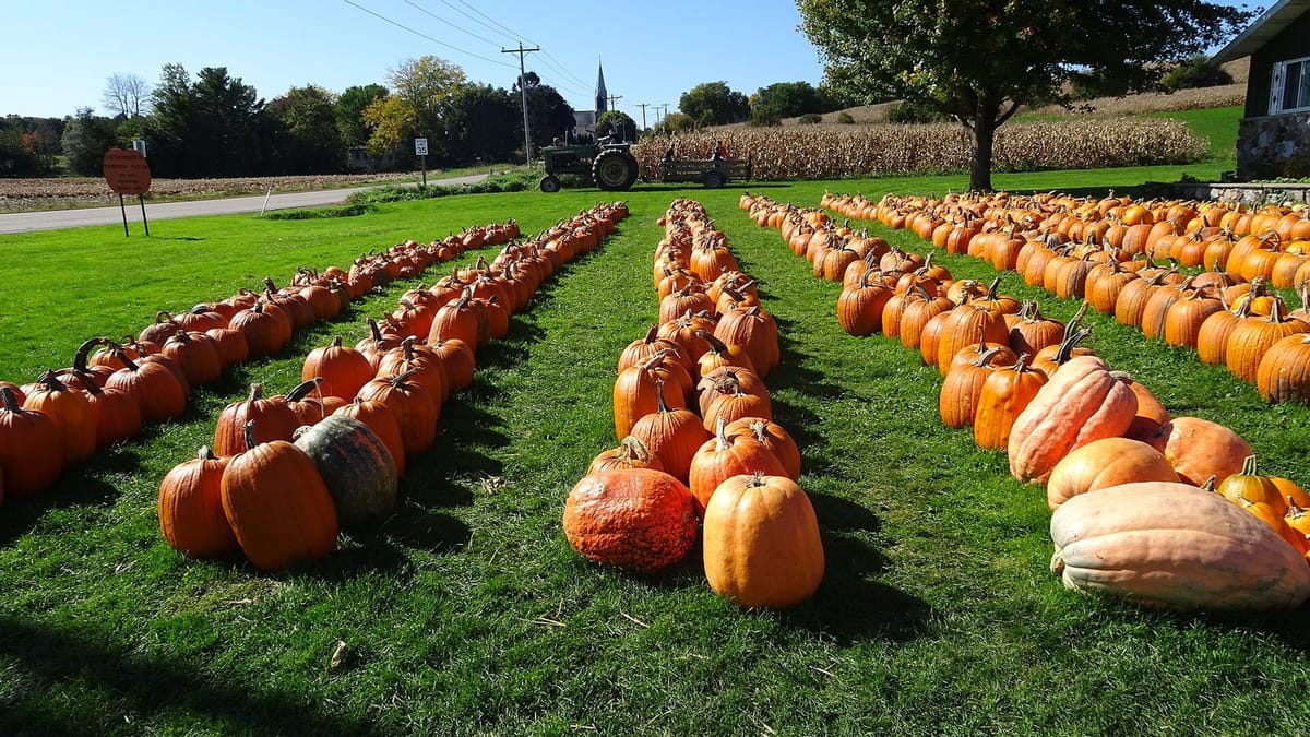 Rows of pumpkins at a farm patch, a classic autumn outing