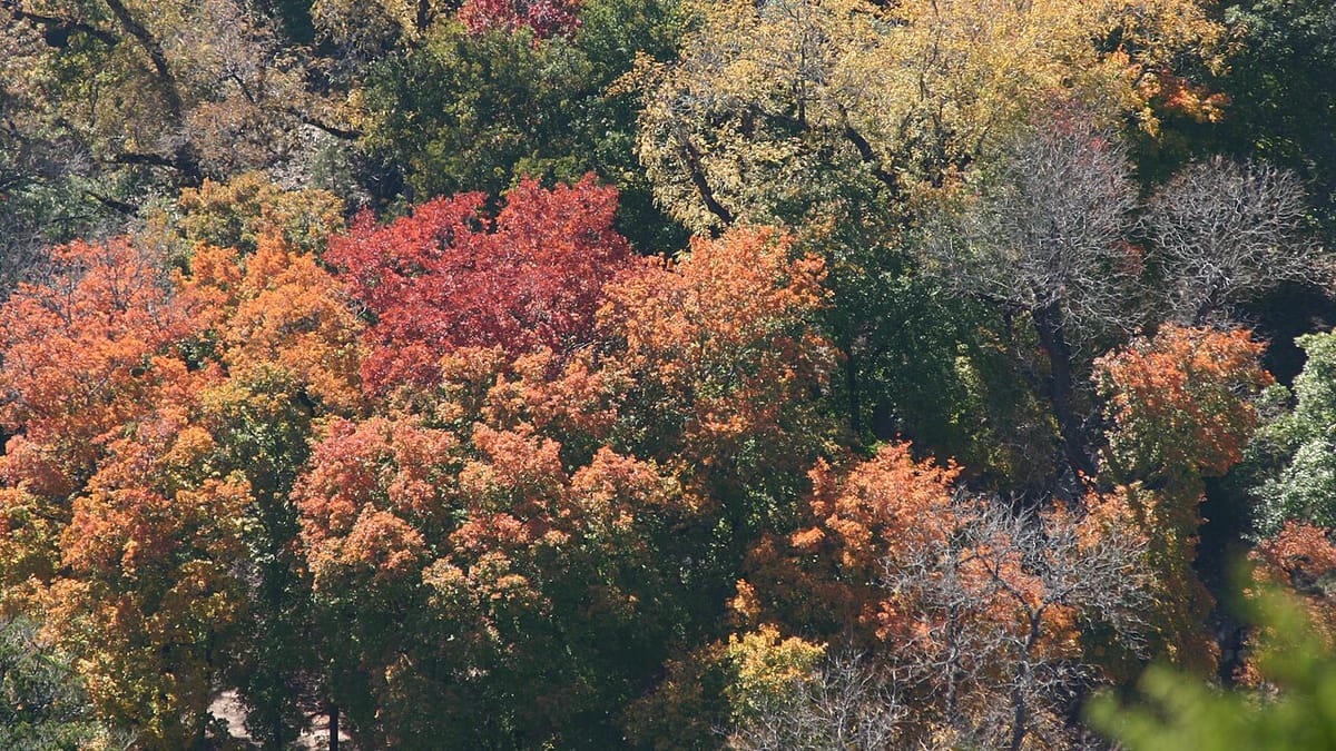 A richly colored autumn forest landscape at its most saturated