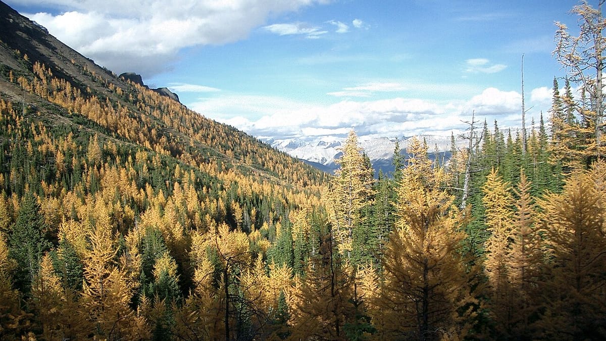 A mixed forest of dark evergreens beside deciduous trees in autumn color