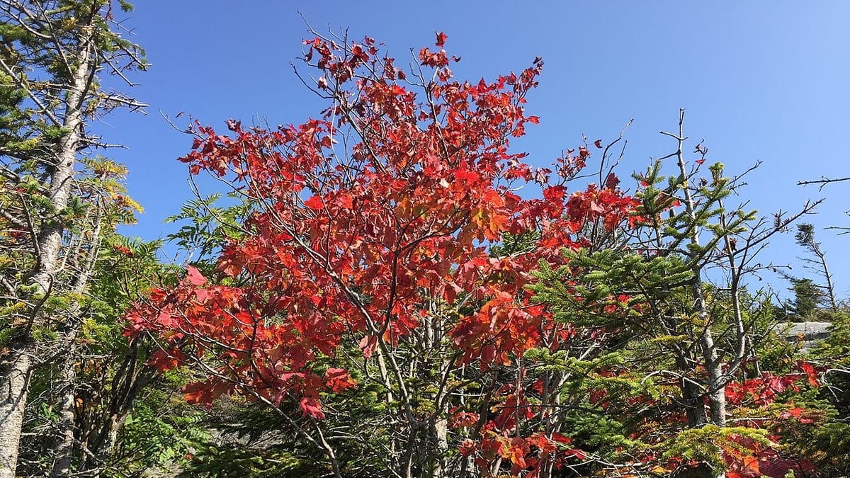A tree flushed red in late summer while the forest around it stays green