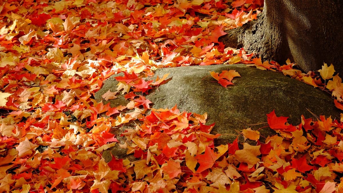 A carpet of collected autumn leaves in mixed colors