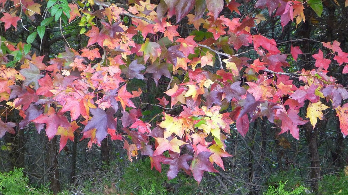 An array of sweetgum leaves in a range of autumn colors, laid out to show their shape