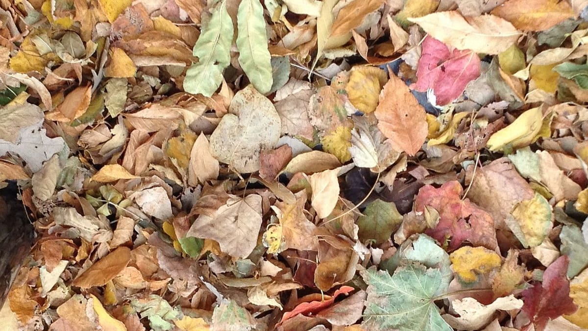Fallen autumn leaves in every color, from green through yellow to red, showing their pigments