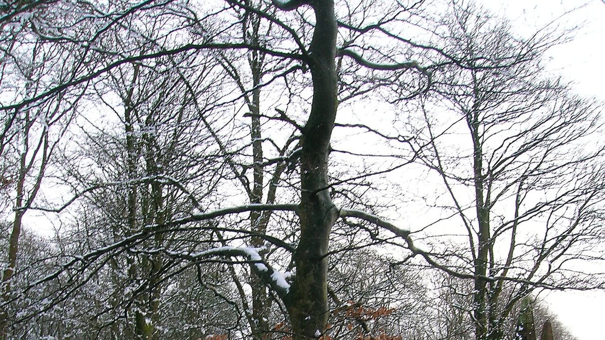 A young beech holding its papery brown leaves through winter snow
