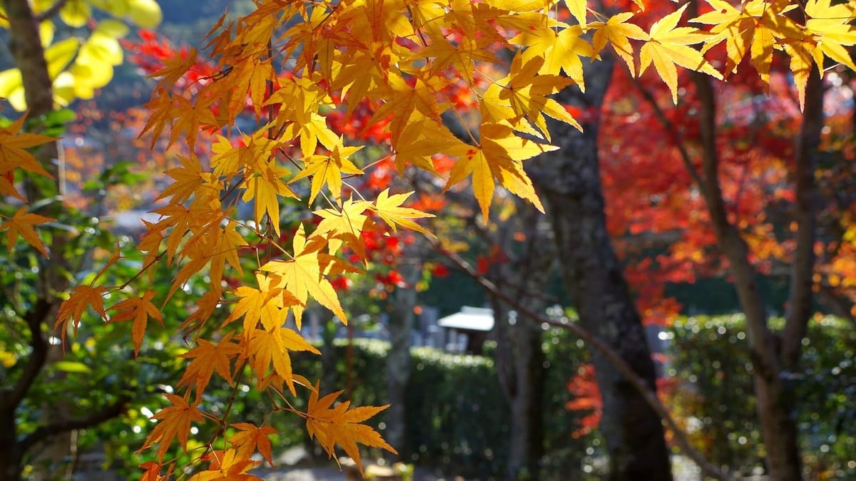 Fiery red Japanese maples framing a temple in Kyoto in autumn