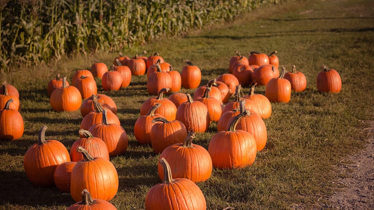 Rows of orange pumpkins at a pick-your-own patch in autumn