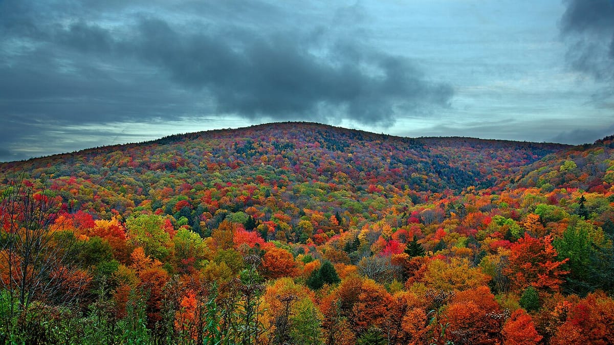 A mountainside at peak autumn color, reds and golds blanketing the slope
