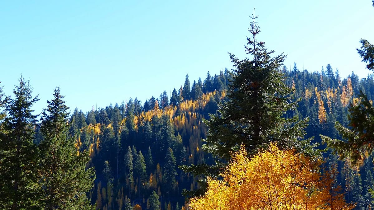 A hillside where autumn color fades from the ridge down into the valley