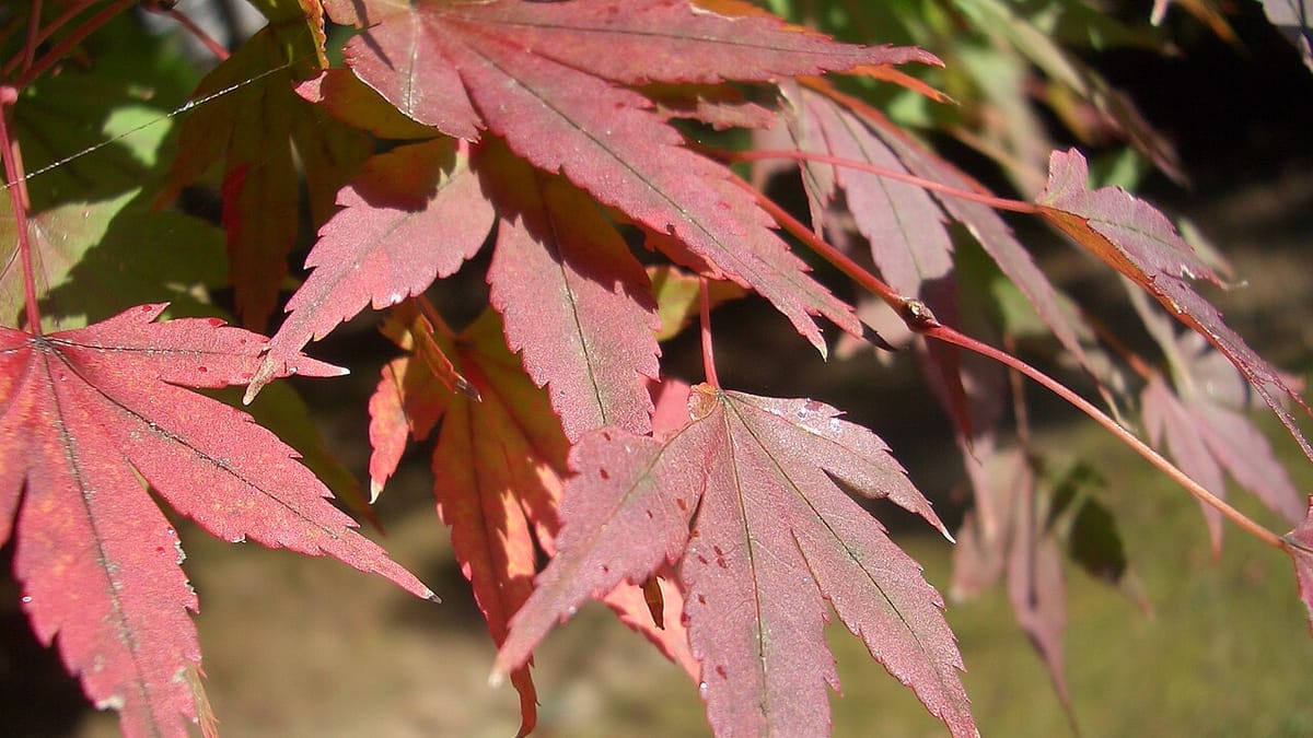 Sugar maple leaves glowing red and orange, backlit by autumn sun