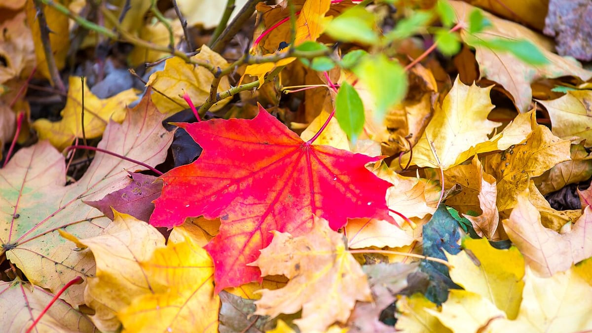 Maple leaves turned both red and yellow on the same autumn tree