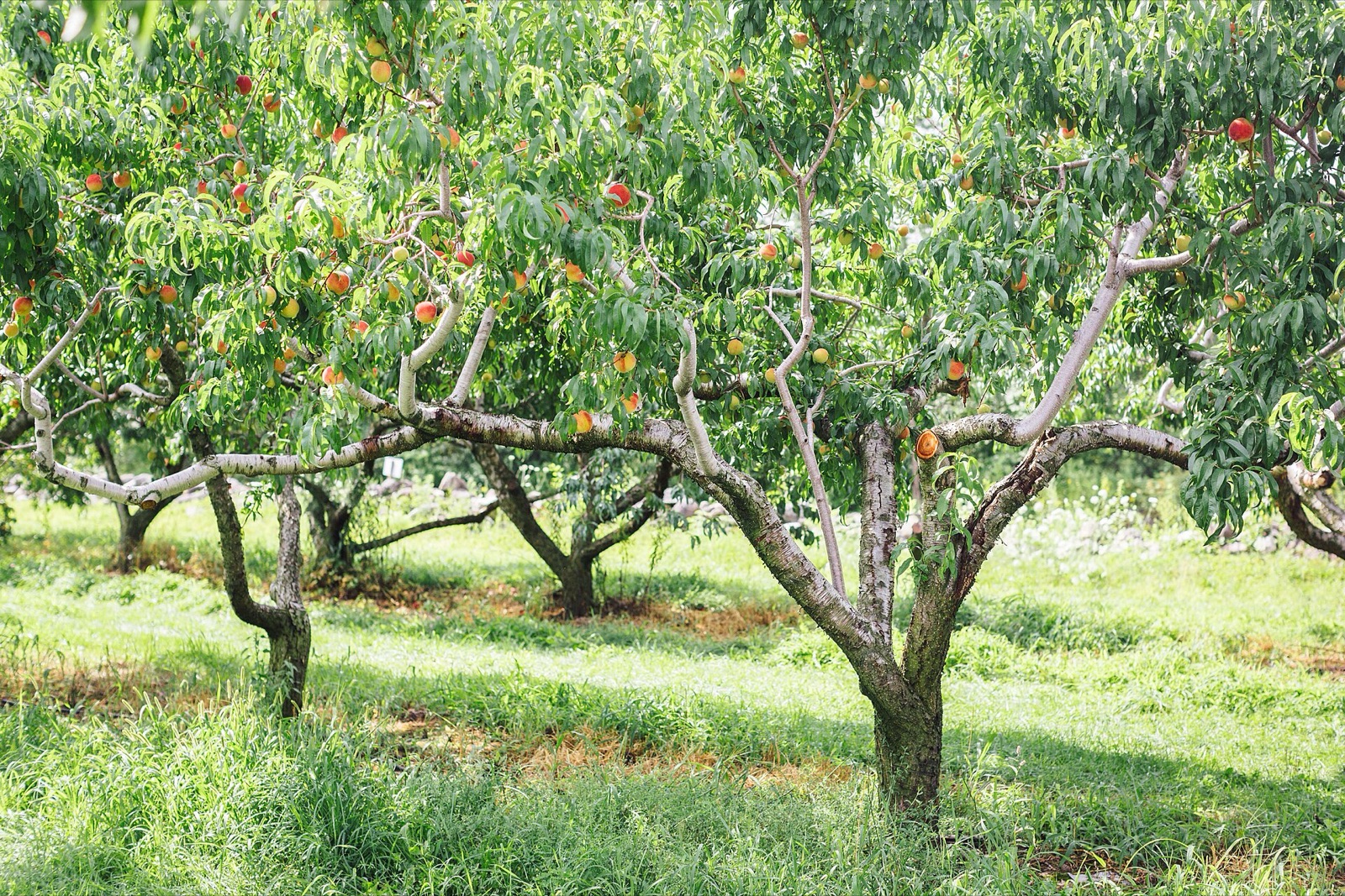 Applecrest Farm Orchards