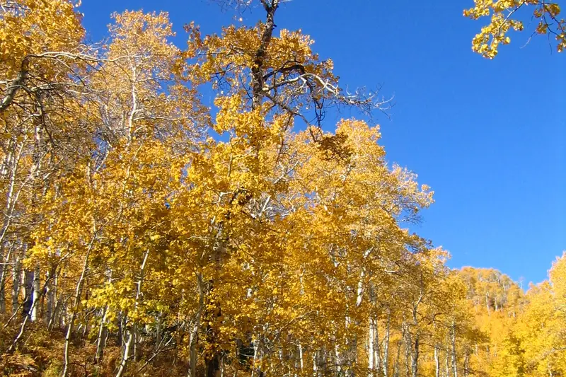 Autumn foliage at Alpine Loop Scenic Byway