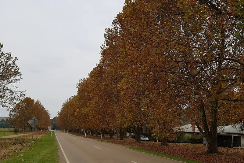 Autumn foliage at Bright