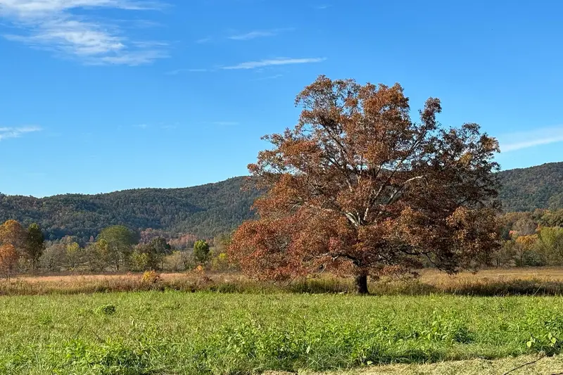 Autumn foliage at Cades Cove