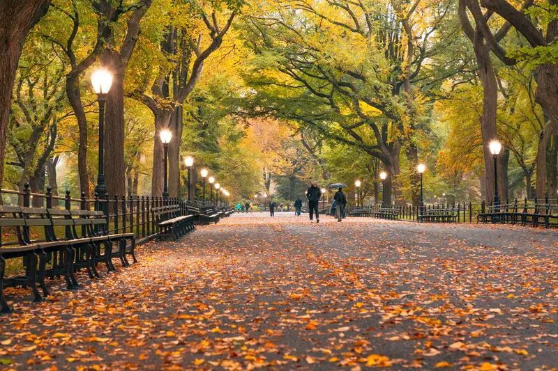 Autumn leaves along The Mall's elm canopy in Central Park