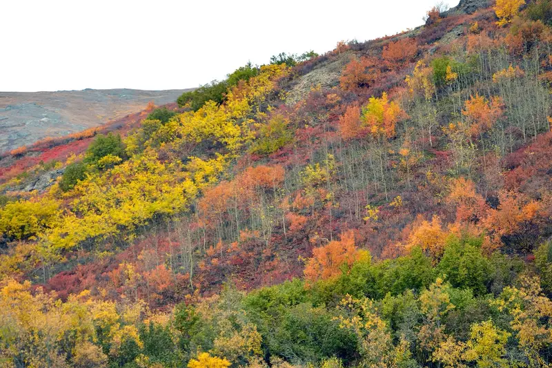 Autumn foliage at Denali National Park
