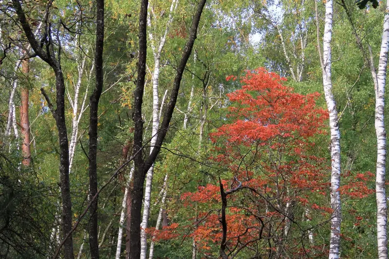Autumn foliage at Forêt de Fontainebleau