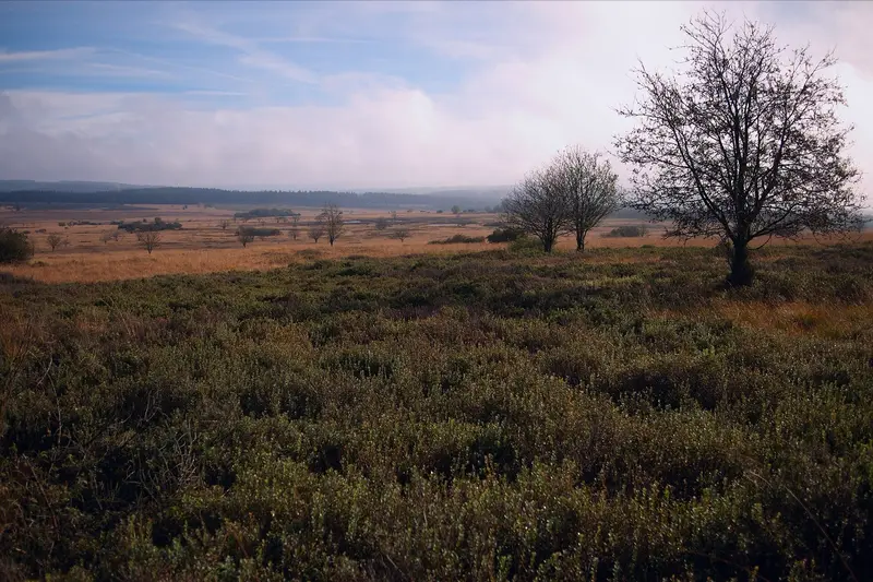 Autumn foliage at Hautes Fagnes (High Fens) Nature Reserve
