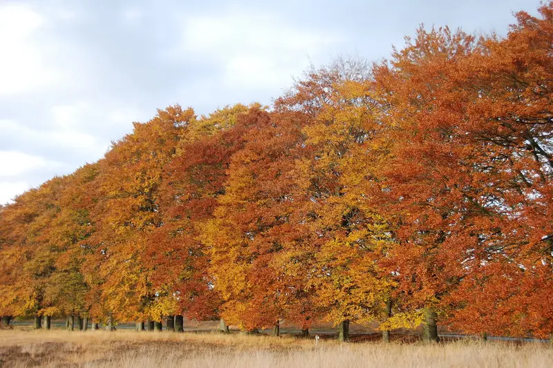 Autumn foliage at Hoge Veluwe National Park