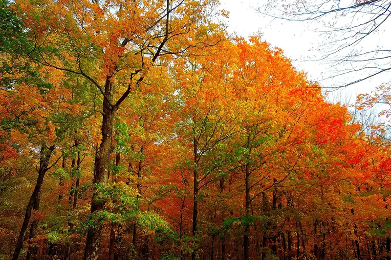 Autumn foliage at Holy Hill Basilica