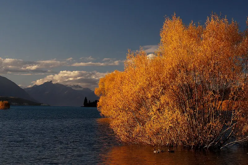 Autumn foliage at Lake Tekapo
