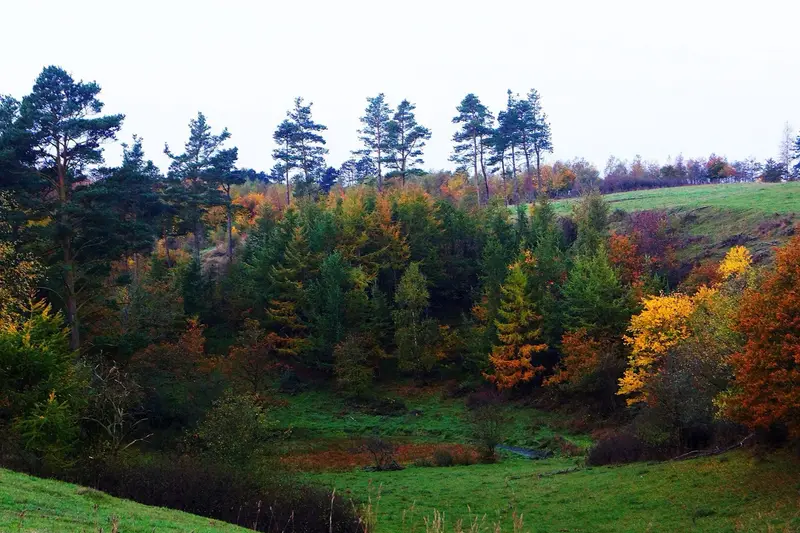 Autumn foliage at Mols Bjerge National Park