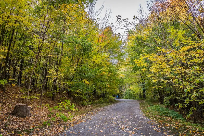 Autumn foliage at Mont-Royal
