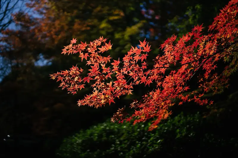 Autumn foliage at Mount Wilson