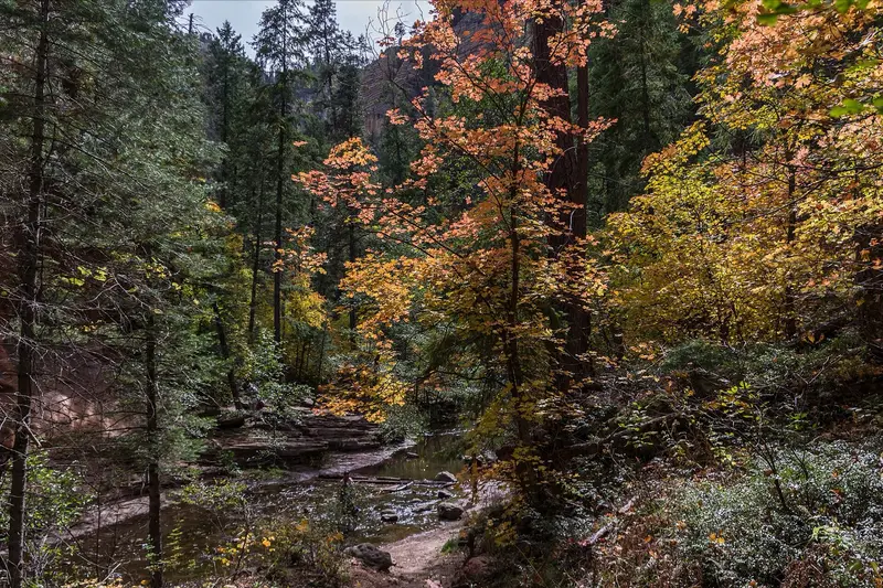 Autumn foliage at Oak Creek Canyon