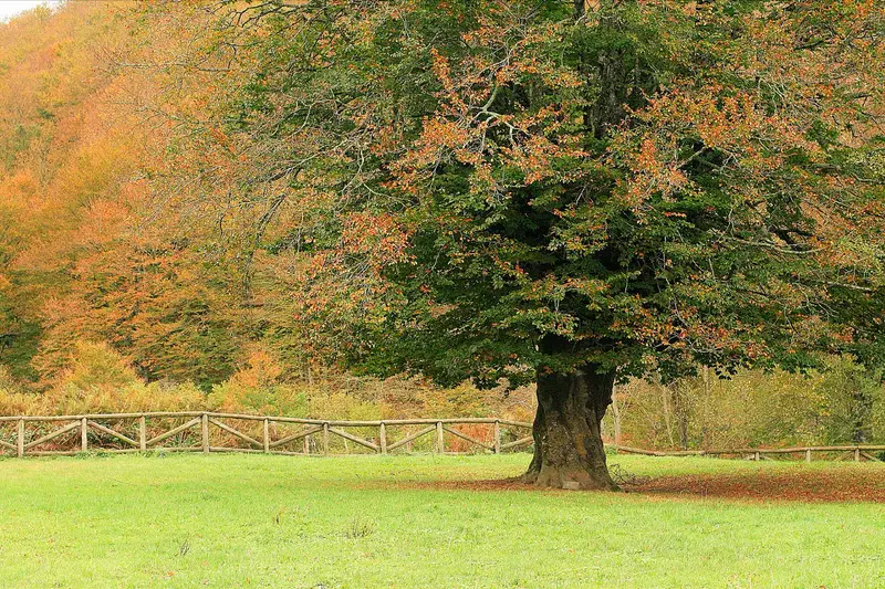 Autumn foliage at Selva de Irati