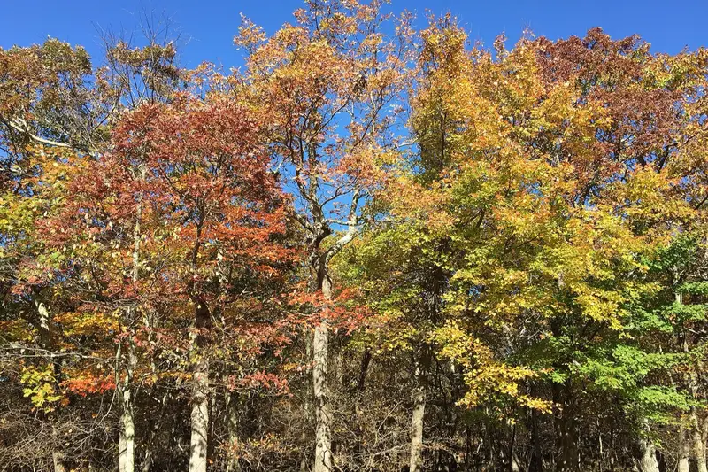 Autumn foliage at Skyline Drive