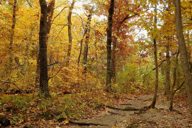 Autumn foliage at Starved Rock State Park