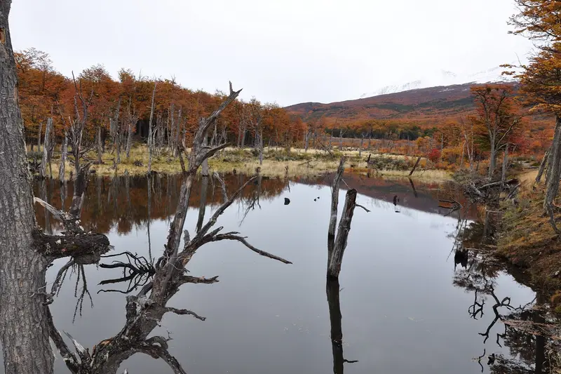 Tierra del Fuego National Park in Tierra del Fuego