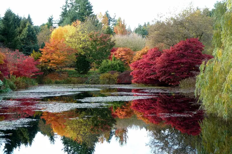 Autumn foliage at VanDusen Botanical Garden