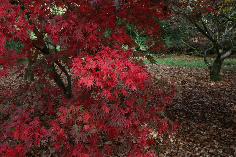 Autumn foliage at Westonbirt Arboretum