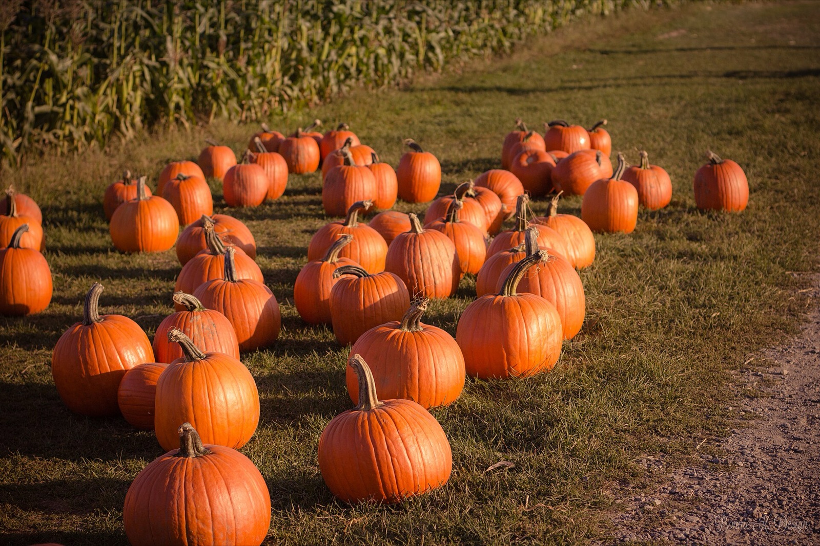 Cider Hill Farm
