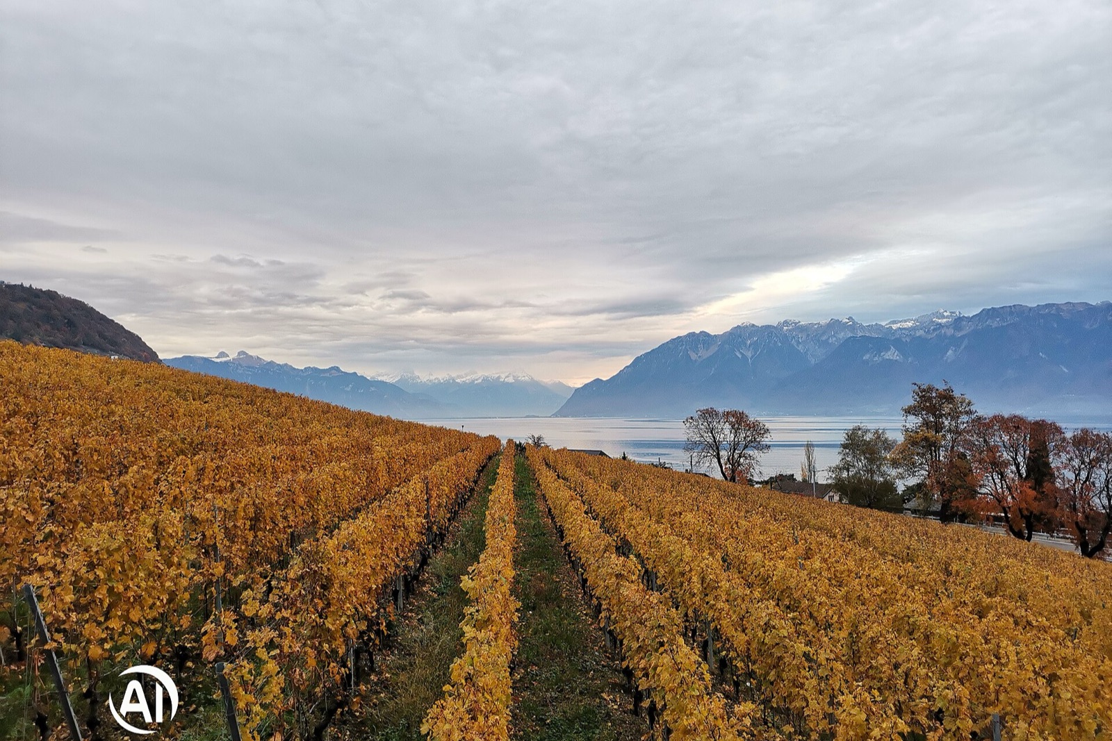 Lavaux Vineyard Terraces