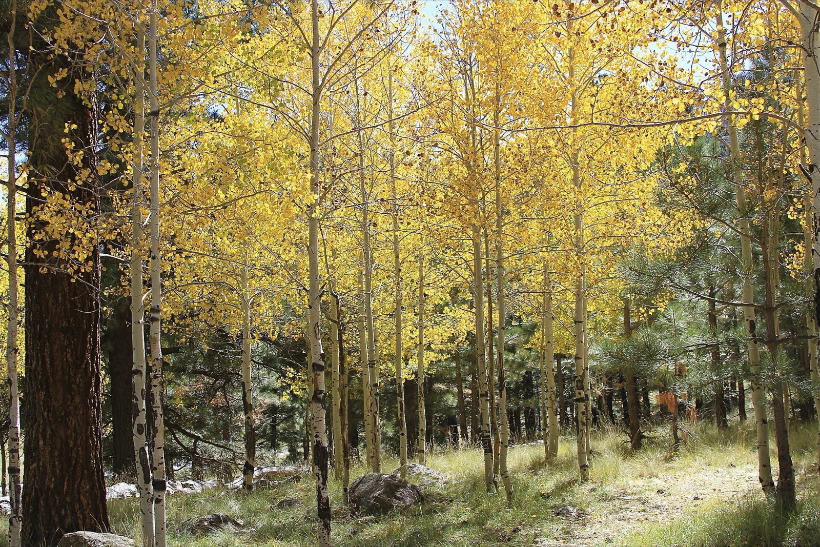 Lockett Meadow