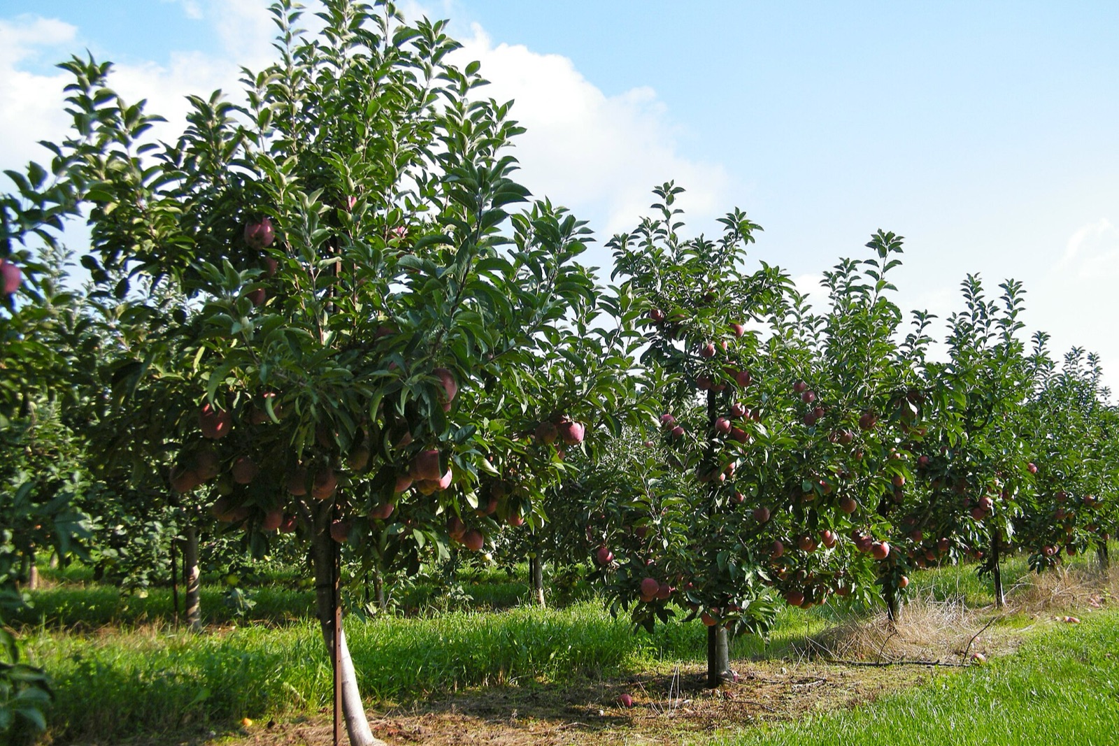 Marker-Miller Orchards