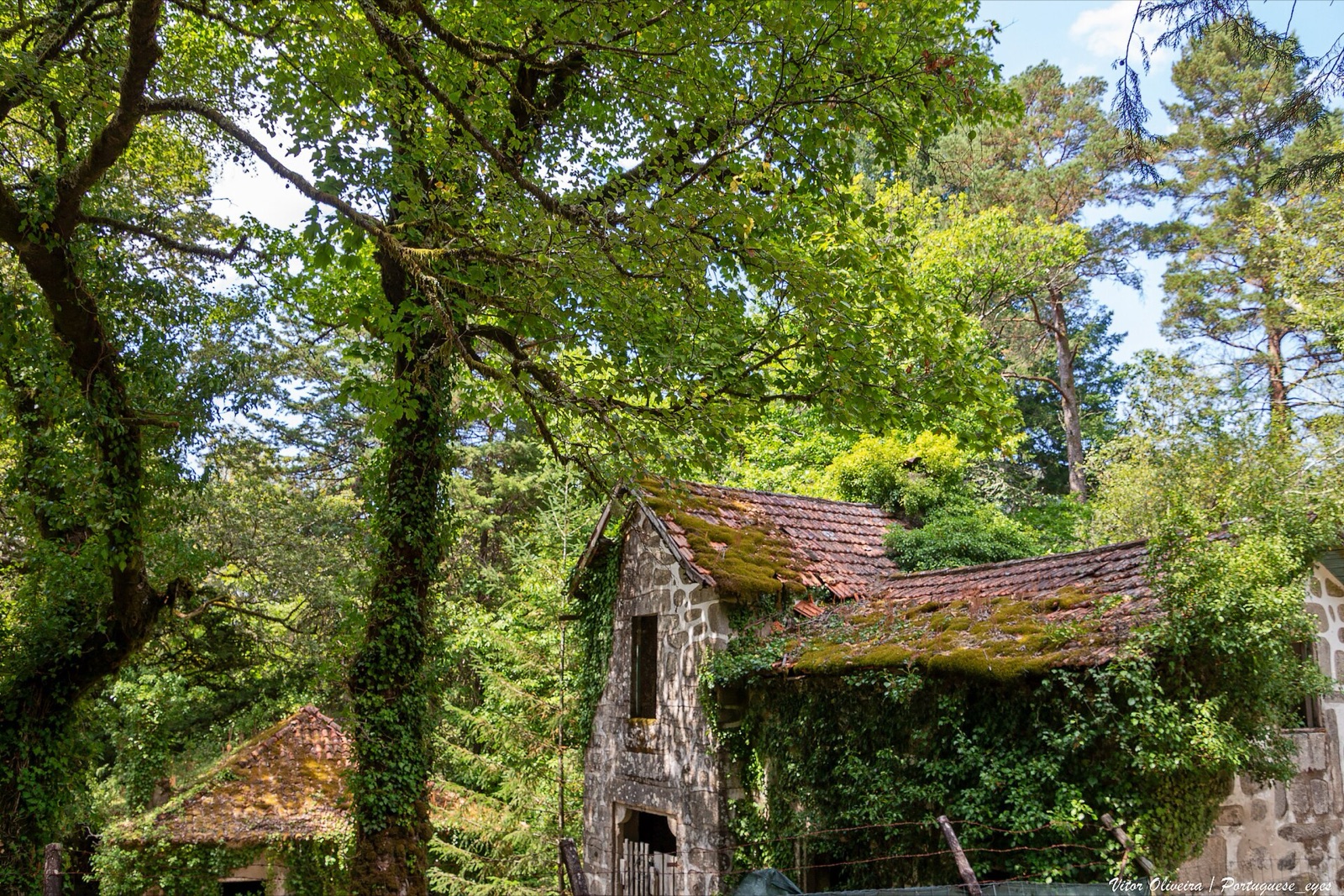 Mata de Albergaria