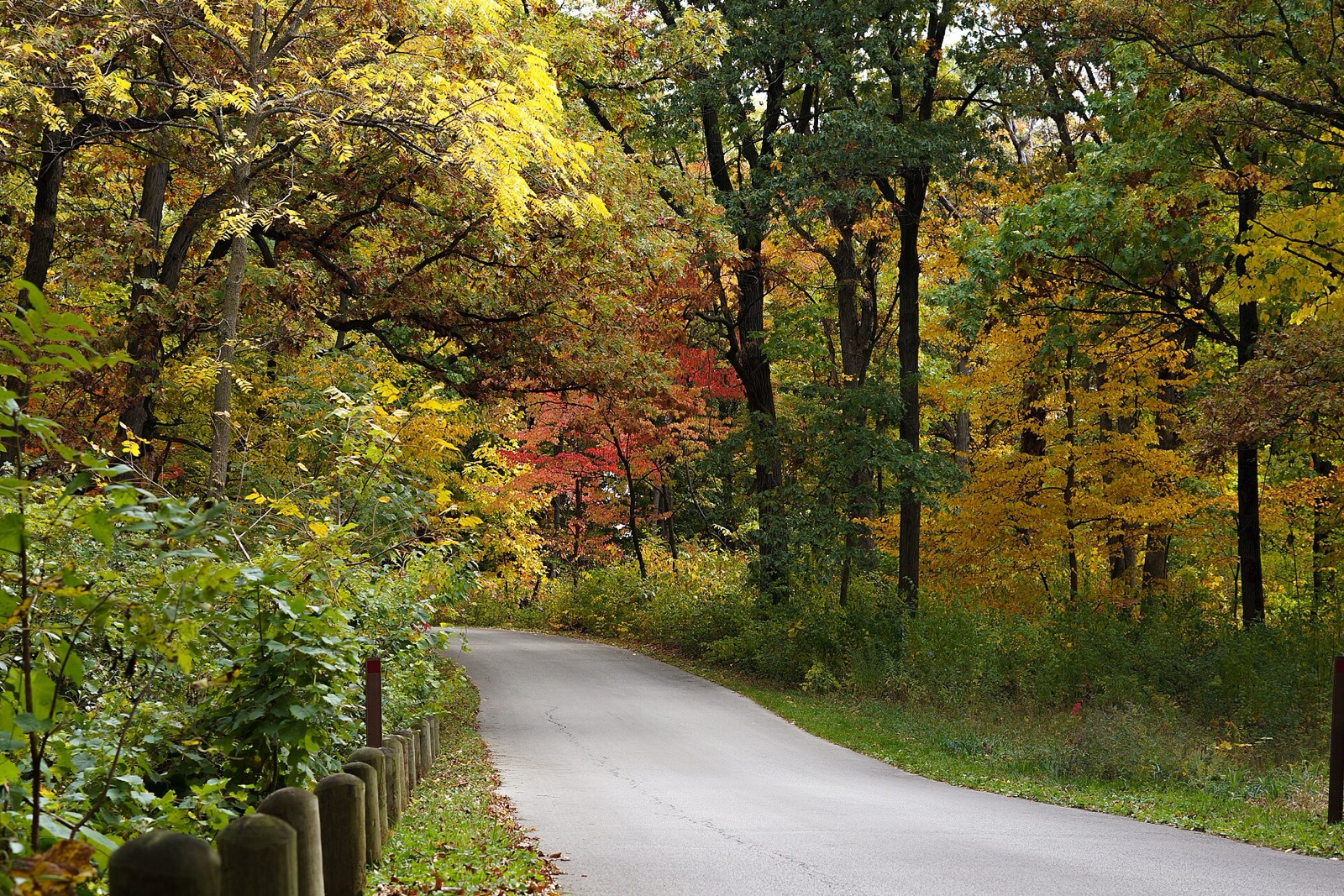 Morton Arboretum
