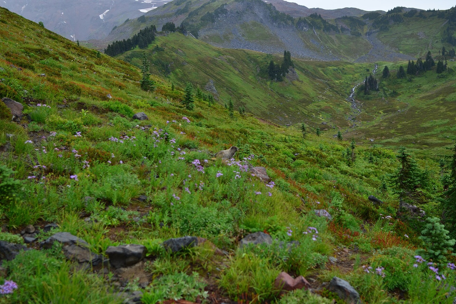 Mount Rainier, Paradise