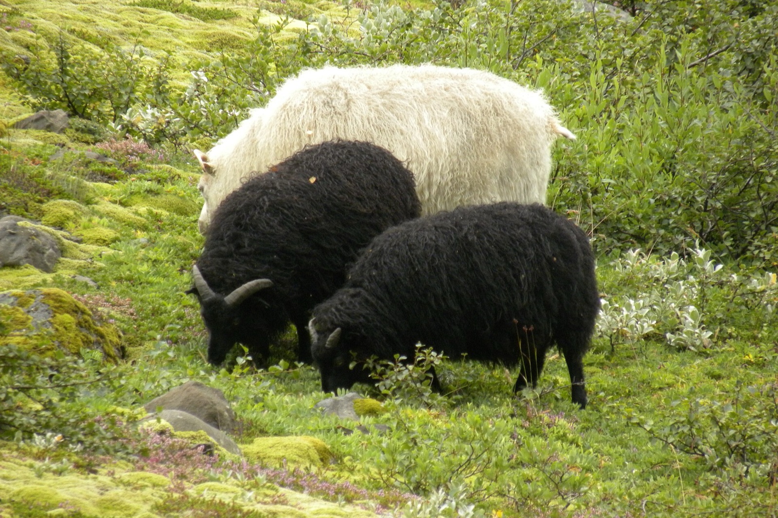 Skaftafell