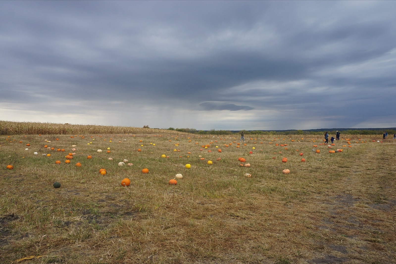 The Pumpkin Patch