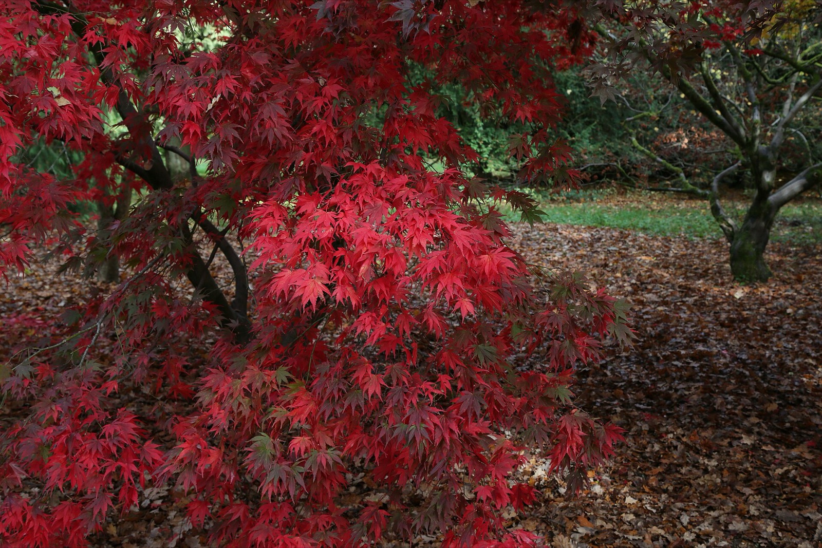 Westonbirt Arboretum
