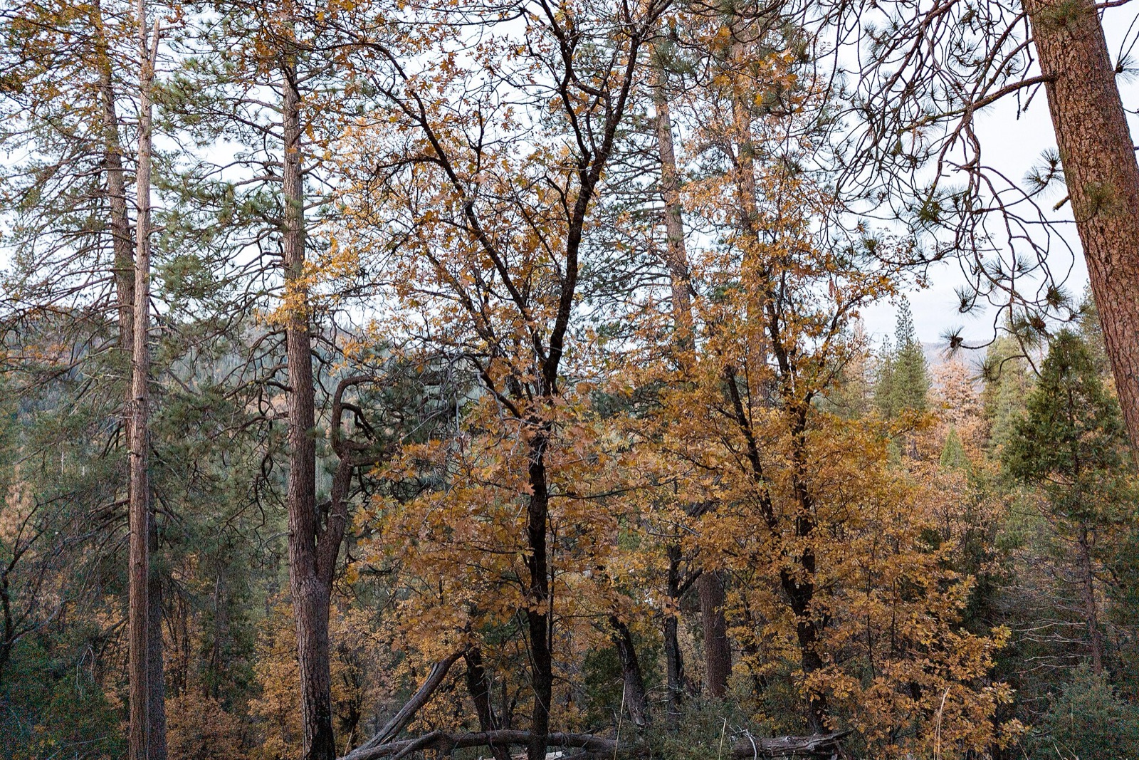 Yosemite Valley